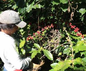 A partir de enero de 2025 entrarán en vigor las regulaciones de la UE, que podrían afectar los envíos de café hondureño de no cumplirse.