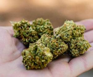 Estados Unidos a punto de reclasificar la marihuana como droga menos peligrosa