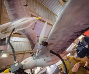 El dron biomimético Seagull Evo fue desarrollado para misiones de vigilancia encubierta al imitar la apariencia y el vuelo de una gaviota real. Díficil de distinguir desde tierra, el dron promete ser tus ojos en el cielo.