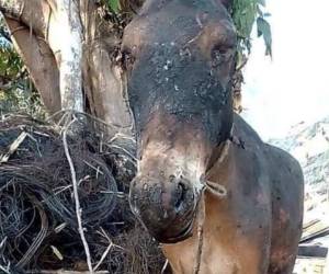 El pobre asno resultó quemado en el 70 por ciento de su cuerpo debido a que su dueño lo dejó amarrado en el terreno.