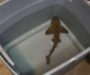 La policía de Texas recuperó a un pequeño tiburón robado de un acuario en un carro de bebé por tres ladrones. Foto: Cortesía Mysanantonio.com
