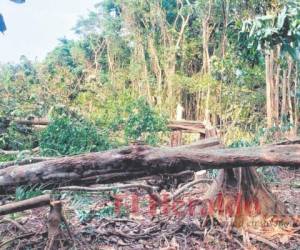 Los grupos de personas que invaden las fincas están armados y dañan las propiedades. Foto: El Heraldo