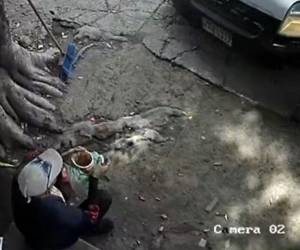 Las autoridades continúan con las investigaciones para deducir responsabilidades al conductor.