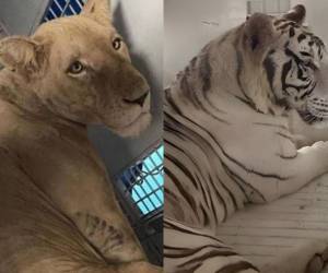 Como un acto de donativos, los ocho felinos que antes habitaban en el centro Little French Key serán enviados a dos refugios en Estados Unidos para un mejor estilo de vida.