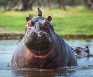 Debido a esto, el Gobierno de Colombia anunció este lunes un plan de manejo de hipopótamos, que incluye la eutanasia a por lo menos 80 ejemplares durante el segundo semestre de este año.