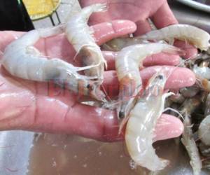 Las autoridades mexicanas comunicaron el pasado 20 de octubre que las importaciones de camarón hondureño quedaban suspendidas por la supuesta presencia de la enfermedad de la cabeza amarilla (ECA, por sus siglas en inglés).