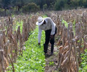 Jorge Pérez, un trabajador del Valle de Jamastrán, ve con preocupación como cada año los productores abandonan sus parcelas de cultivo debido a la falta de agua y de apoyo técnico gubernamental.