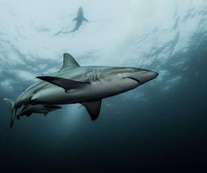 Los ataques de tiburones se hacen cada vez más frecuentes en las distintas playas de los Estados Unidos.