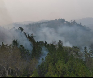 Grandes daños deja el incendio en los bosques a a cercanías de Joya Grande.