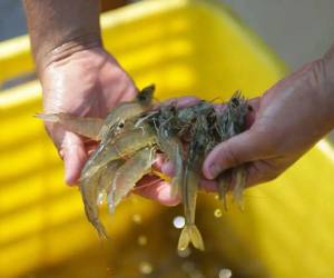 Volumen exportado de camarón cultivado sumó 29,424,312 libras de enero-mayo de 2026.