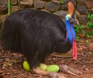 El casuario es una peligrosa ave originaria de Australia y Nueva Guinea que ataca con sus patas. Foto: AFP
