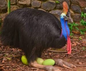 El casuario es una peligrosa ave originaria de Australia y Nueva Guinea que ataca con sus patas. Foto: AFP