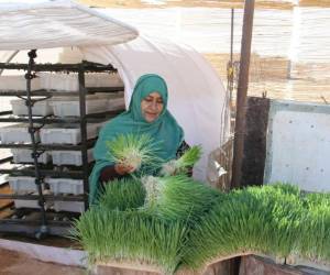 El proyecto, diseñado por Taleb Brahim, un ingeniero saharaui, fue lanzado por el organismo de asistencia alimentaria de la ONU gracias a la financiación de entidades alemanas y canadienses.