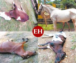 Caballos y ganado pura sangre cuyo valor monetario asciende a los 15,000 dólares fallecen sin que nadie de cuenta de ellos. Fotos: EL HERALDO.