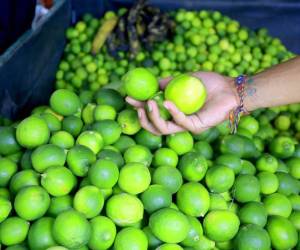 Se espera que la cosecha de limones se imcremente para los meses de julio y agosto.