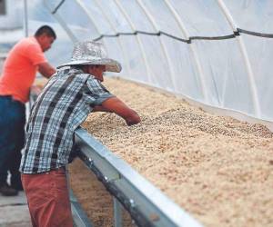 Entre países de Oceanía, Asia, Las Antillas, Centroamérica, Suramérica y África se distribuye un 6% de los envíos de café hondureño en la actual temporada.