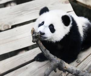 <b>Fan Xing </b>es el primer panda gigante nacido en los Países Bajos.