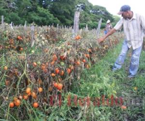 La agricultura ha registrado una fuerte caída en la producción de los cultivos en un -7.6% al mes de mayo, según reporte del BCH. Foto: El Heraldo