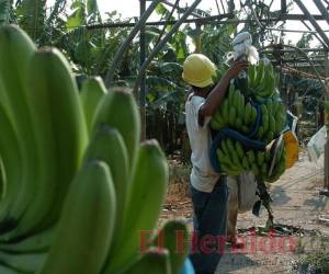 Chiquita Brands tomó esta decisión obligada por los altos costos, cargos y tasas portuarias, el elevado costo de la energía eléctrica y de la tarifa de transporte terrestre de carga.