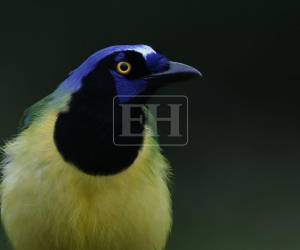 Un destello de color entre las ramas, el golpeteo rítmico de un pico contra un tronco o el silbido que llega desde las copas de los árboles. Esos momentos fueron los que el fotorreportero Emilio Flores persiguió durante el Centroamérica Big Day 2026, el evento regional de observación de aves que el pasado 14 de marzo movilizó simultáneamente a siete países del istmo y el Caribe.