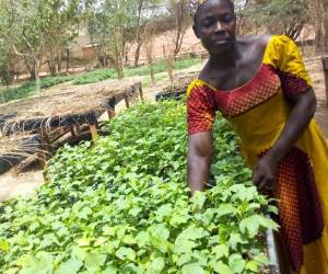 Depuis 2015, La Saisonnière se concentre également sur la culture hors-sol.