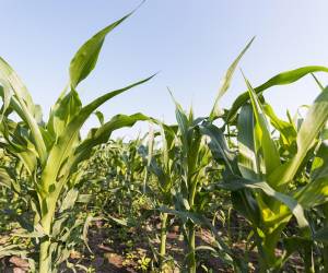 Uno de los más grandes objetivos del CAN, es montar estrategias de producción agropecuaria sostenibles. La siguiente fase del censo es la depuración de datos, para la validación y proceso de divulgación.