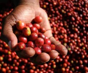 Café. El rubro aporta un promedio de $1,000 millones cada cosecha y emplea de forma directa a un millón de personas en 15 departamentos.