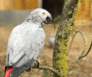 Este loro gris africano es uno de los cinco ejemplares que fueron separados porque, según los cuidadores, se animaban entre sí a decir palabrotas. Foto: Steve Nichols/Lincolnshire Wildlife Park via AP