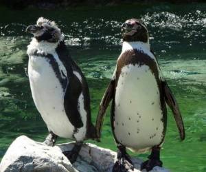 La bella pareja de pingüinos ha cautivado a muchas personas en redes sociales.