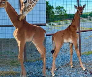 Un raro ejemplar de jirafa sin manchas sorprende a los visitantes del zoo de Tennessee.