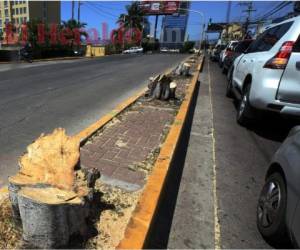 Los troncos de los árboles y el aserrín sobre la mediana es lo único que quedó de los verdes ficus y su sombra. Fotos: Jimmy Argueta/EL HERALDO