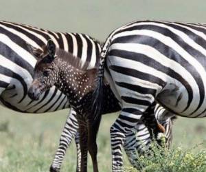 La cebra tiene puntos en lugar de rayas, y en vez de ser blanca con negro -como las demás-, sus colores predominantes son café y negro. Foto: Infobae.