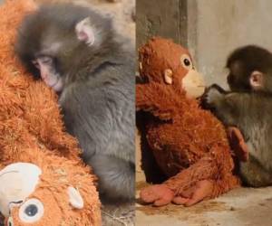  Conoce a Punch, un macaco japonés que ha conquistado los corazones de miles de personas en todo el mundo por una historia tierna. Aquí las fotos: