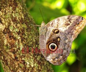 En el festival se promoverá la fotografía de mariposas.