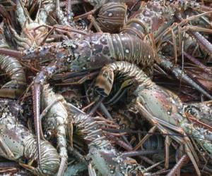 El periodo para la pesca de langosta en el caribe inicia el próximo 1 de julio y se extiende hasta el 28 de febrero de 2026, según los anunciaron las autoridades de la Secretaría de Agricultura y Ganadería (SAG).