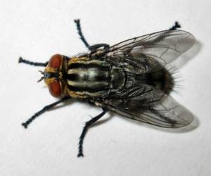 Aquí te presentamos algunos métodos caseros que dejarán tu casa libre de las moscas.