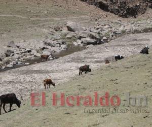 Decenas de animales caminan sobre los sedimentos a la orilla del Río Grande.