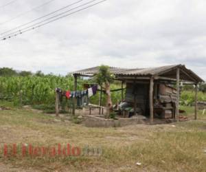 Los terrenos están sin utilizar, llenos de monte, caballos, vacas. Foto: EL HERALDO