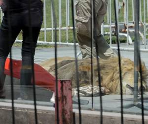 Según Chanampa, el zoológico advirtió al SAG sobre el peligro del procedimiento y el riesgo de muerte para ese animal, de 14 años: “No era necesario anestesiar al león”, afirmó.