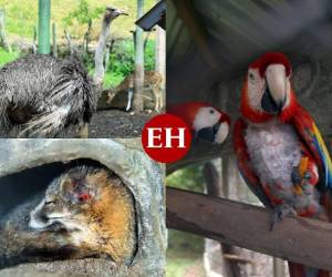 Varias guacamayas están desplumadas y las autoridades no han podido recuperarlas, dicen que se debe a que son decomisadas y llegan con un comportamiento de estrés. Fotos Alex Pérez