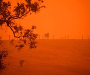 Cifras oficiales detallan que 24 personas, así como más de 480 millones de animales han muerto a causa de estos incendios en Australia. (Foto: AFP)