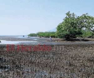 Los manglares están contaminados y esto provoca una mortandad de moluscos. La economía de las familias pesqueras se ve afectada.
