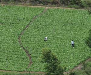 Honduras atraviesa una crisis por la falta de lluvia, lo que reduce las cosechas.