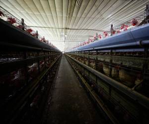 1,845 millones de huevos se comen en Honduras en un año, según estimaciones de la Anavih para un promedio de 205 huevos al día por cada habitante del país.