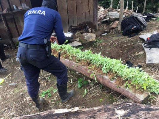 La Dirección Nacional Policial Antidrogas (DNPA) realizó el desmantelamiento de las plantas de coca.