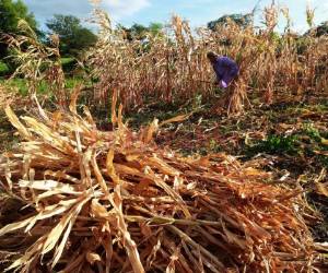 Este año las precipitaciones van a ser menores al promedio debido al fenómeno del Niño. (Foto: Alex Pérez/ El Heraldo)