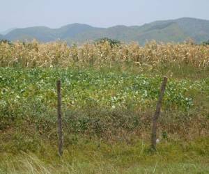 Los productores no tienen grano ni para consumo de sus familias.