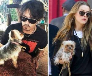 El actor Johnny Depp y su esposa son aficionados a los caninos.