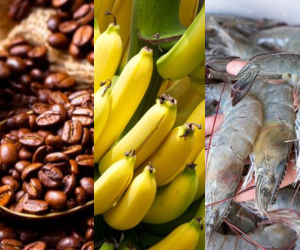 En 2023, el café, banano, aceite de palma, camarones y legumbres/frutas cocidas sumaron 3,100.1 millones de dólares en 2023.