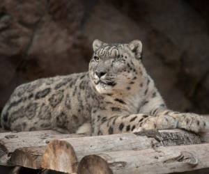 Foto ilustrativa de un Leopardo.
